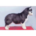 Siberian Husky Puppy Thumbnail 7