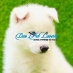 Siberian Husky Puppy Thumbnail 6