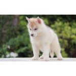 Siberian Husky Puppy Thumbnail 5