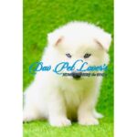Siberian Husky Puppy Thumbnail 4
