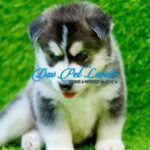 Siberian Husky Puppy Thumbnail 3