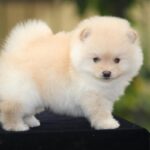 Toy Pom Puppy Thumbnail 2