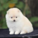 Toy Pom Puppy Thumbnail 6