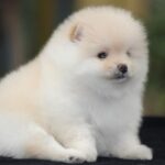 Toy Pom Puppy Thumbnail 5