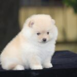 Toy Pom Puppy Thumbnail 4