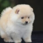 Toy Pom Puppy Thumbnail 3