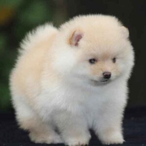 Toy Pom Puppy
