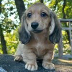Dachshund Puppy Thumbnail 5