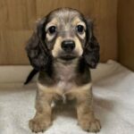 Dachshund Puppy Thumbnail 4
