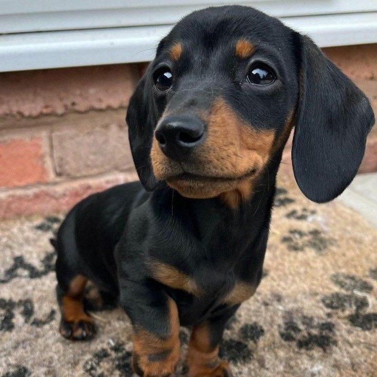 Dachshund Puppy