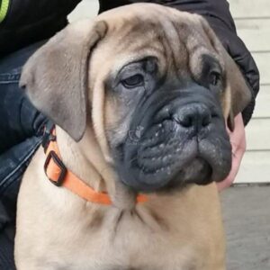 BullMastiff Puppy