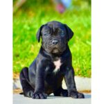 Cane Corso Puppy Thumbnail 3