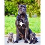 Cane Corso Puppy Thumbnail 4
