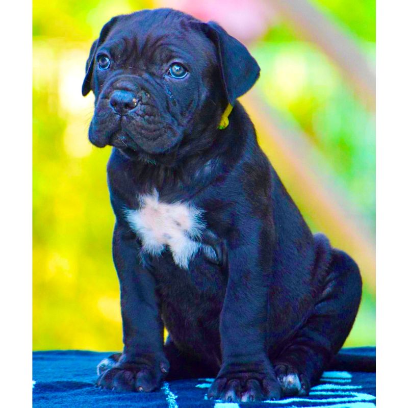 Cane Corso Puppy