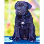 Cane Corso Puppy Thumbnail 2