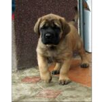 English Mastiff Puppy Thumbnail 2