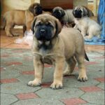 English Mastiff Puppy Thumbnail 6