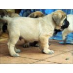 English Mastiff Puppy Thumbnail 5