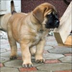 English Mastiff Puppy Thumbnail 4