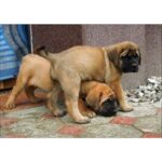 English Mastiff Puppy Thumbnail 3