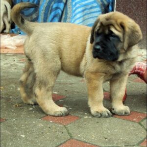 English Mastiff Puppy