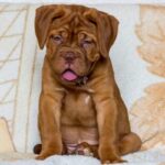French Mastiff Puppy Thumbnail 1