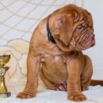 French Mastiff Puppy Thumbnail 5