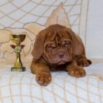 French Mastiff Puppy Thumbnail 4