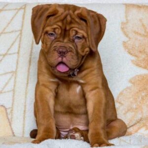 French Mastiff Puppy