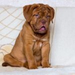 French Mastiff Puppy Thumbnail 3