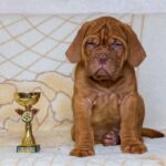 French Mastiff Puppy Thumbnail 2