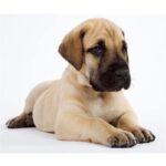 Great Dane Puppy Thumbnail 4