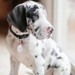 Great Dane Puppy Thumbnail 2
