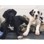 Great Dane Puppy Thumbnail 3