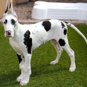 Great Dane Puppy