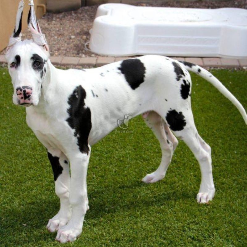 Great Dane Puppy