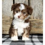 Havanese Puppy Thumbnail 2