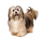 Havanese Puppy Thumbnail 3