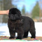 Newfoundland Puppy Thumbnail 2