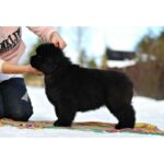 Newfoundland Puppy Thumbnail 5