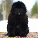 Newfoundland Puppy Thumbnail 4