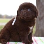Newfoundland Puppy Thumbnail 3