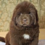 Newfoundland Puppy Thumbnail 1