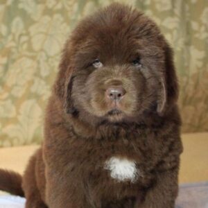 Newfoundland Puppy