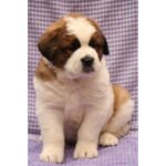 Saint Bernard Puppy Thumbnail 4
