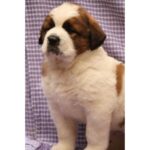 Saint Bernard Puppy Thumbnail 3