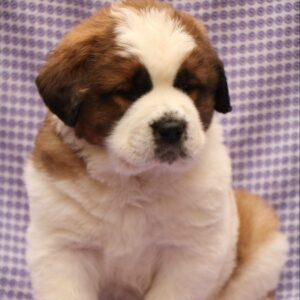Saint Bernard Puppy