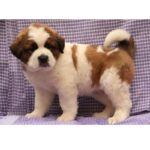 Saint Bernard Puppy Thumbnail 2