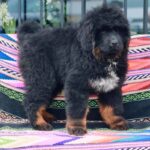 Tibetan Mastiff Puppy Thumbnail 5