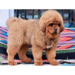 Tibetan Mastiff Puppy Thumbnail 4